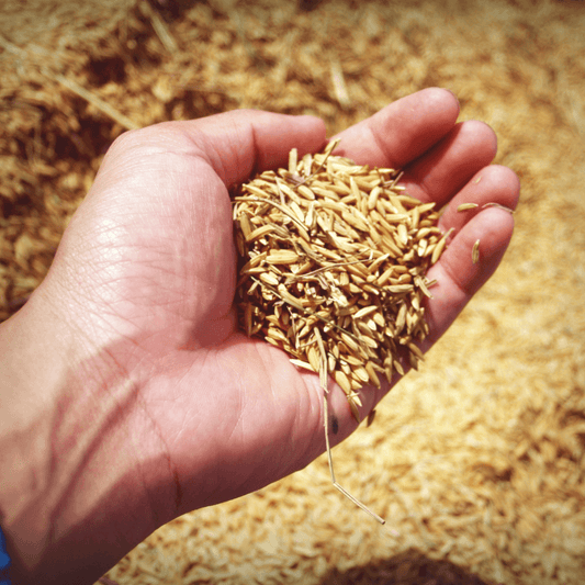 What’s the Difference Between Modern Wheat and Ancient Grains?