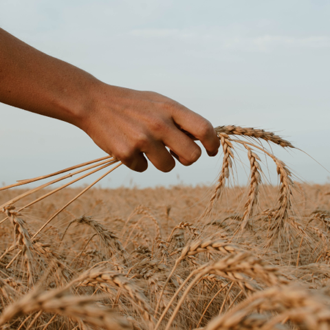 What is the difference between American vs. European Wheat and its impact on digestion?